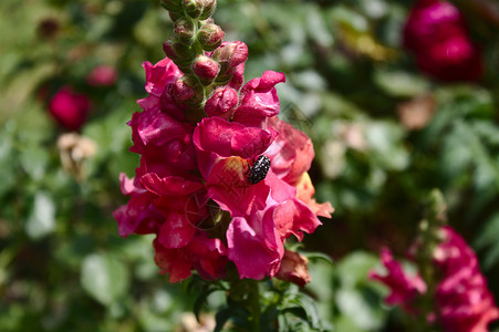 粉红色的松鼠和白点着的玫瑰甲虫背景图片