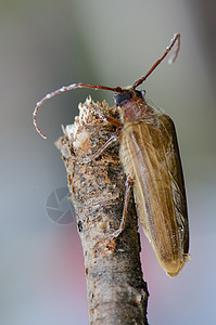 天牛长角甲虫的雌性 在树枝上生活昆虫多样性鞘翅目照片小龙虾动物群荒野动物长角兽背景