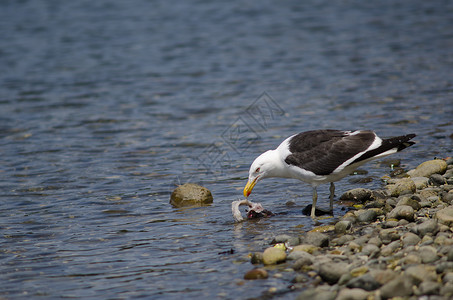 鸟吃鱼凯尔普海鸥吃鱼荒野野生动物多样性动物群食物海岸线海洋支撑生物鸟类背景