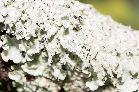 清叶状体力菌体藻类植物生理期身体菌类苔藓地衣背景图片