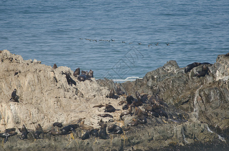 海狼智利自然高清图片