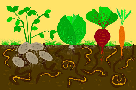 水煮土豆蚯蚓和蔬菜的地面剖面图 蚯蚓在土壤中形成的空气和水通道插画