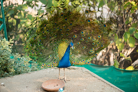美丽的孔雀 孔雀露出它的尾巴 孔雀展开翅膀的轮廓男性花园野生动物羽毛动物园蓝色脖子公园热带旅行背景图片