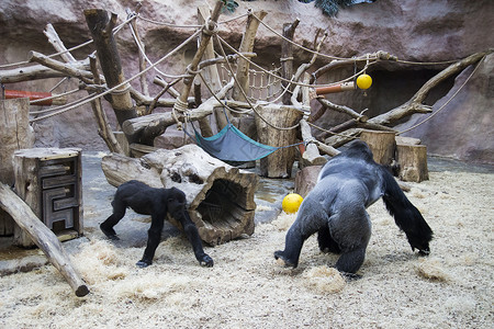 大猩猩在玩耍一只大型的黑猩猩和银猩猩 在动物园里跑来跑去玩去女孩力量濒危动物荒野边界哺乳动物银背婴儿强光背景