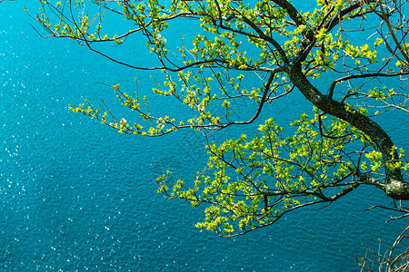 带回旋空间的清蓝山湖上树枝蓝色波纹旅行花园植物季节海浪环境阳光衬套背景图片