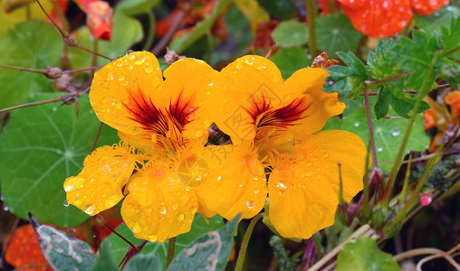 黄双纯莲蓉花园中的黄花花和双滴水滴子背景
