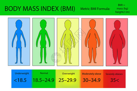 从体重不足到极度肥胖的体重指数向量插画