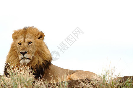 警惕狮子在非洲荒野中的狮子猎人毛皮捕食者野生动物雄狮哺乳动物男性豹属头发动物背景