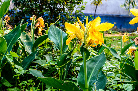 植脂末醇厚黄色马蹄莲 Arumlily 多年生草本雏菊开花植物 夏季盛开 春末至秋中期花园中树枝末端开出芬芳的柠檬黄色花朵柔软度草地植背景