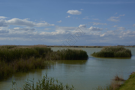 芦苇鸟湖在炎热的夏日湿地全景蓝色数字植被天堂自然保护区水生植物鸭子飞行背景