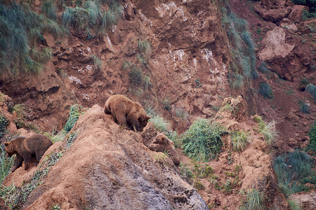在悬崖上幼鹰两只幼崽在岩石上玩 动物世界背景