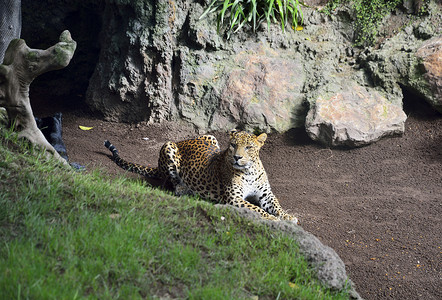濒危动物远东豹豹子躺下看着地平线背景