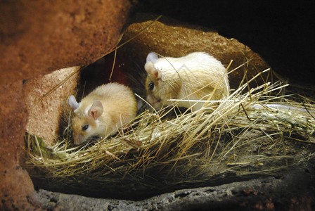 两只老鼠拔萝卜两只老鼠在稻草堆满的洞穴里背景