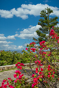 圣马丁山上的粉红花和绿树背景图片