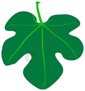 Fig 叶叶绘画插图植物绿色背景图片