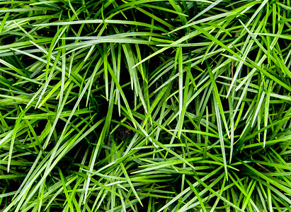 覆盖作物植物地面麦冬叶子胡须花园场地绿色背景图片