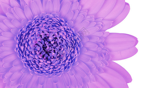 Gerbera花朵孤立在白紫白色植物群紫色雏菊脆弱性背景图片