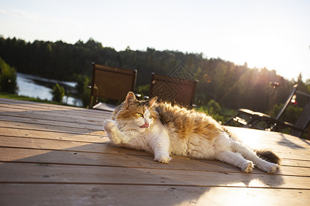 翻车鱼防晒浴猫背景