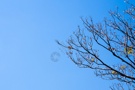 秋季在树上干枯的Padauk水壶场景叶子种子植物森林紫檀木大果阳光季节紫檀背景图片