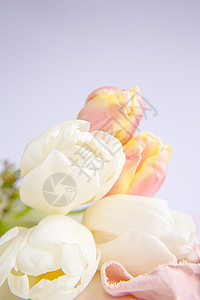 紫色背景上的白色和粉红色郁金香 带有桃色丝带 白色的花朵 宏观形象 放置文本 问候卡 母亲节卡片庆典优雅母亲幸福请柬植物群细节婚背景图片