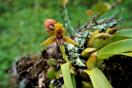 蒂姆·库克植物群哥斯达黎加高清图片