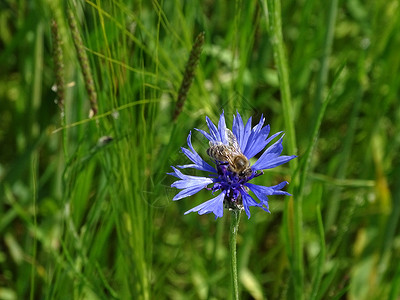 蜜蜂在青花花上被发现农业高清图片素材