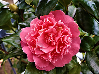粉红卡蜜莉亚·日方加花朵和绿叶高清图片
