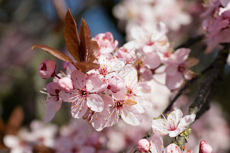 花樱桃贴近春天高清图片素材
