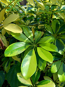 KT版背景具有自然背景 这种植物的俗名是矮伞树 因为它似乎是伞树的缩小版衬套叶子情调环境树叶植物学植被灌木植物群木柴背景