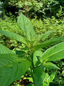 以自然背景为背景的绿色青年正方形紫檀场地油菜热带艺术草本植物环境生长杂草背景图片