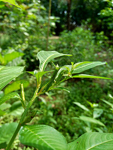 以自然背景为背景的绿色青年场地紫檀草本植物植物群杂草土地植物稻田热带叶子背景图片