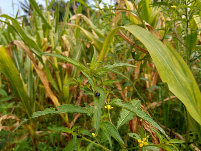 以自然背景为背景的绿色青年草地艺术稻田正方形生长热带场地植物叶子草本植物背景图片