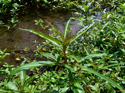 以自然背景为背景的绿色青年叶子稻田杂草草地油菜植物群生长紫檀热带草本植物背景图片