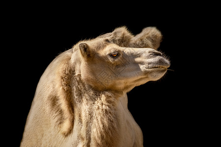骆驼肖像驮兽单峰骆驼毛背景工作动物家畜偶数主题草食性背景图片