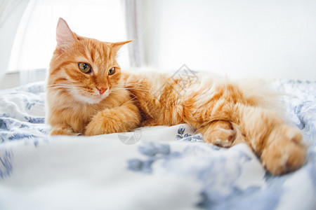 脸上表情滑稽的可爱姜猫躺在床上 毛茸茸的宠物舒适地安顿下来睡觉或玩耍 可爱舒适的背景 早上在家睡觉 鱼眼镜头效果时间日光胡须就寝背景图片