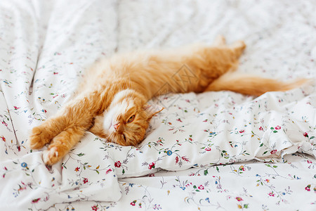 看起来很舒服可爱的姜猫躺在床上 毛绒宠物看起来怪怪的 很舒适的家庭背景 写短信的地方小憩情感动物白色瞌睡毯子红色胡须毛皮床单背景