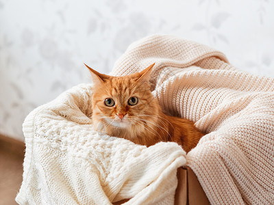 花箱与猫可爱的姜猫装在盒子里 有编织毛衣 奇怪的毛绒宠物和温暖的米色衣服 舒适的家庭猫咪开襟衫动物纺织品毛皮小猫折叠服装哺乳动物情感背景