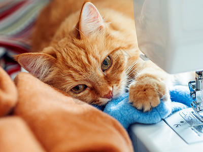 可爱的姜猫躺在缝纫机后面 在舒适的家养毛绒宠物猫咪手工业爱好手工眼睛织物纺织品工艺猫科动物背景图片