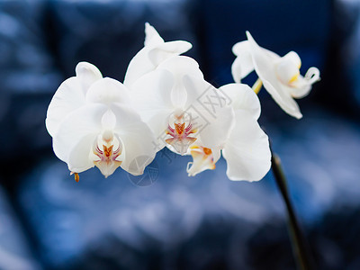 美丽的白兰地花朵 在深蓝色背景的黑暗蓝底植物情调花瓣白色热带异国蓝色背景图片