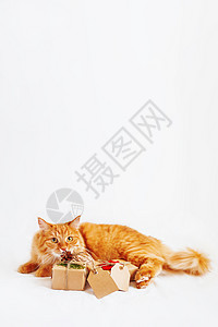 金吉儿猫躺在床上 闻着一大堆圣诞礼物 礼物用手工纸包起来 还有空的标签来写短信松果包装新年展示钩针胡须情感白色哺乳动物宠物背景图片