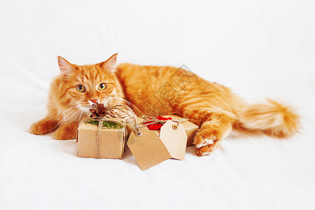 金吉儿猫躺在床上 闻着一大堆圣诞礼物 礼物用手工纸包起来 还有空的标签来写短信白色胡须新年钩针松果展示哺乳动物宠物情感包装背景图片