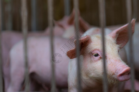 看着腊八粥的猪农场的可爱小猪 悲伤和健康的小猪 家畜饲料疾病农业猪舍动物猪肉新生猪瘟权利配种牧场背景