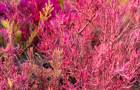 酸性土壤丁二烯酸硫酸盐叶子环境盐度植物公园丛林海豹花园海事植物群背景图片