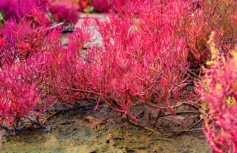 酸性土壤丁二烯酸硫酸盐紫色红树林阳光公园海事灌木盐度花园植物树干背景图片