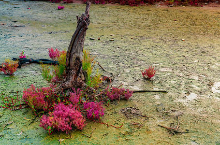 酸性土壤丁二烯酸硫酸盐公园植物花园海豹红树林阳光环境草药季节灌木背景图片