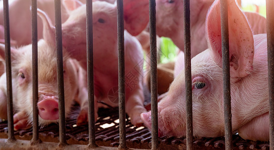农场的可爱小猪 悲伤和健康的小猪 家畜饲料猪瘟鼻子牧场农业婴儿食物新生发烧哺乳动物猪肉背景