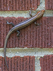 砖墙上的蜥蜴背景图片