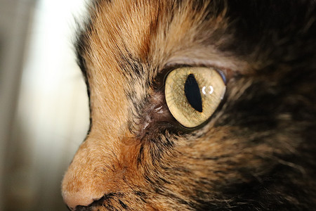 黑色的眼睛切小猫脸 看猫眼肖像 宏观缝合毛皮眼睛黑色宠物猫咪动物背景