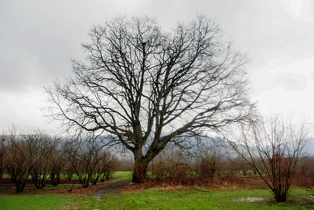 意大利皮埃蒙特法里利亚诺附近的大橡树栎木系统天空植物群树干叶子树木橡木木头分支机构背景图片