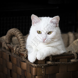 白猫在篮子里高清图片